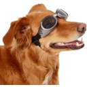 Doggles ILS Dog Goggles, Gray, Medium