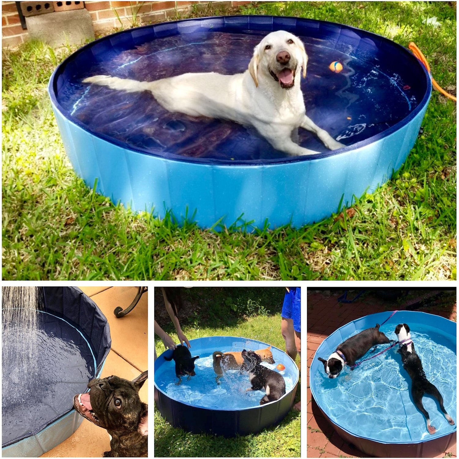 chewy swimming pool
