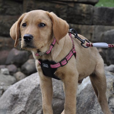 K9 Explorer Reflective Adjustable Dog Collar, Rosebud, 8 - 12 in