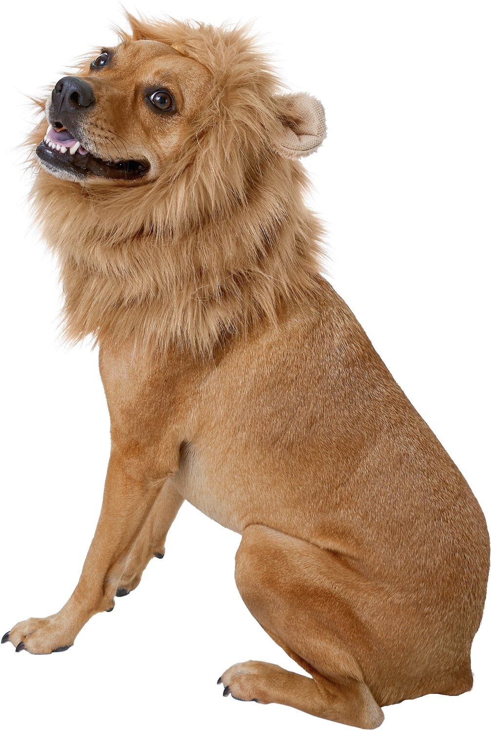 Frisco Lion Mane Dog Cat Costume
