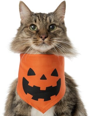 Frisco Jack O' Lantern Pumpkin Dog & Cat Bandana, slide 1 of 1