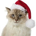 Frisco Deluxe Holiday Dog & Cat Santa Hat, X-Small/Small