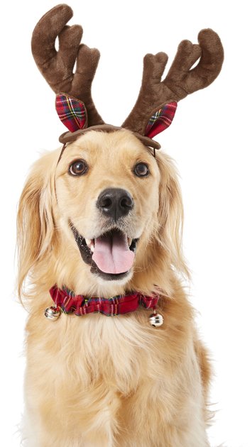 Midlee Christmas Reindeer Antlers with Ears for Large Dogs