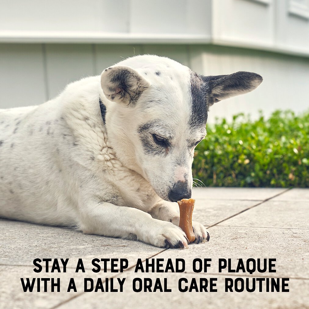 frontline oral defense for dogs
