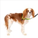 PetSafe Deluxe Easy Walk Nylon Reflective No Pull Dog Harness, Apple, Small: 15 to 21-in chest