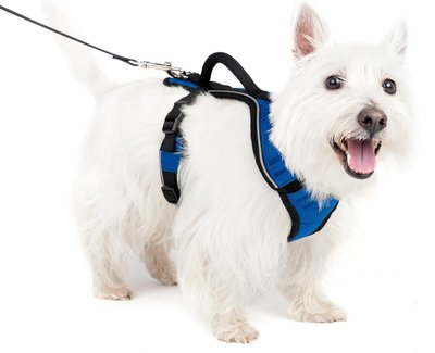 PetSafe EasySport Nylon Reflective Back Clip Dog Harness, slide 1 of 1
