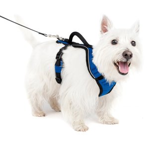 PetSafe EasySport Nylon Reflective Back Clip Dog Harness, Blue, Small: 21 to 27-in chest