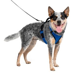 PetSafe EasySport Nylon Reflective Back Clip Dog Harness, Blue, Medium: 26 to 32-in chest