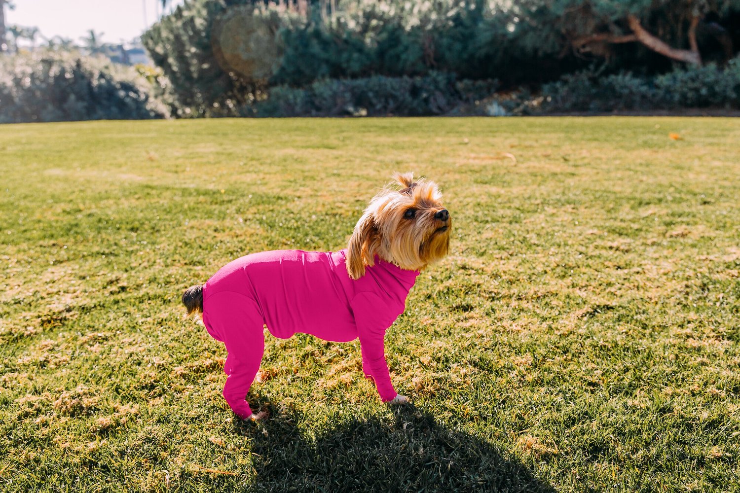 shed defender shedding dog bodysuit, hot pink, mini