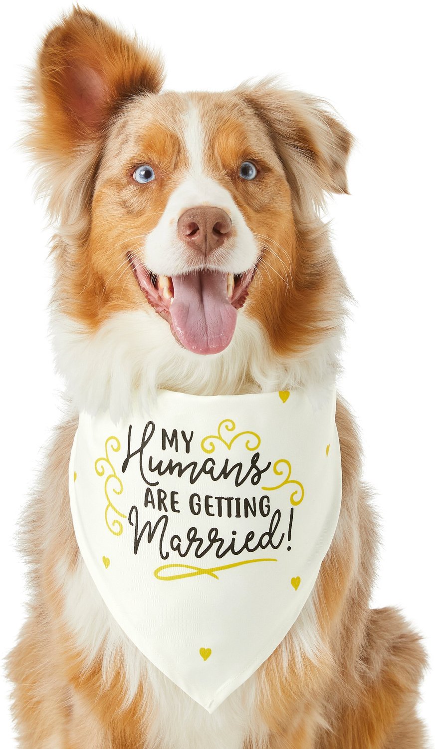My Humans Are Getting Married Purple Dog Bandana S2 Small Dogs Shih-tzu Terriers & Cockerpoo Wedding Announcement Big Reveal For Dogs