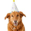 Frisco Confetti Dog & Cat Birthday Hat, Medium/Large