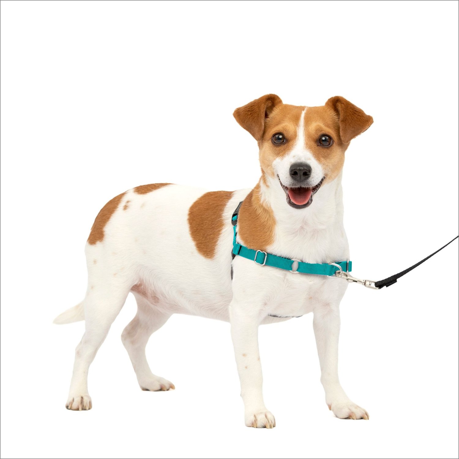 easy on no pull dog harness