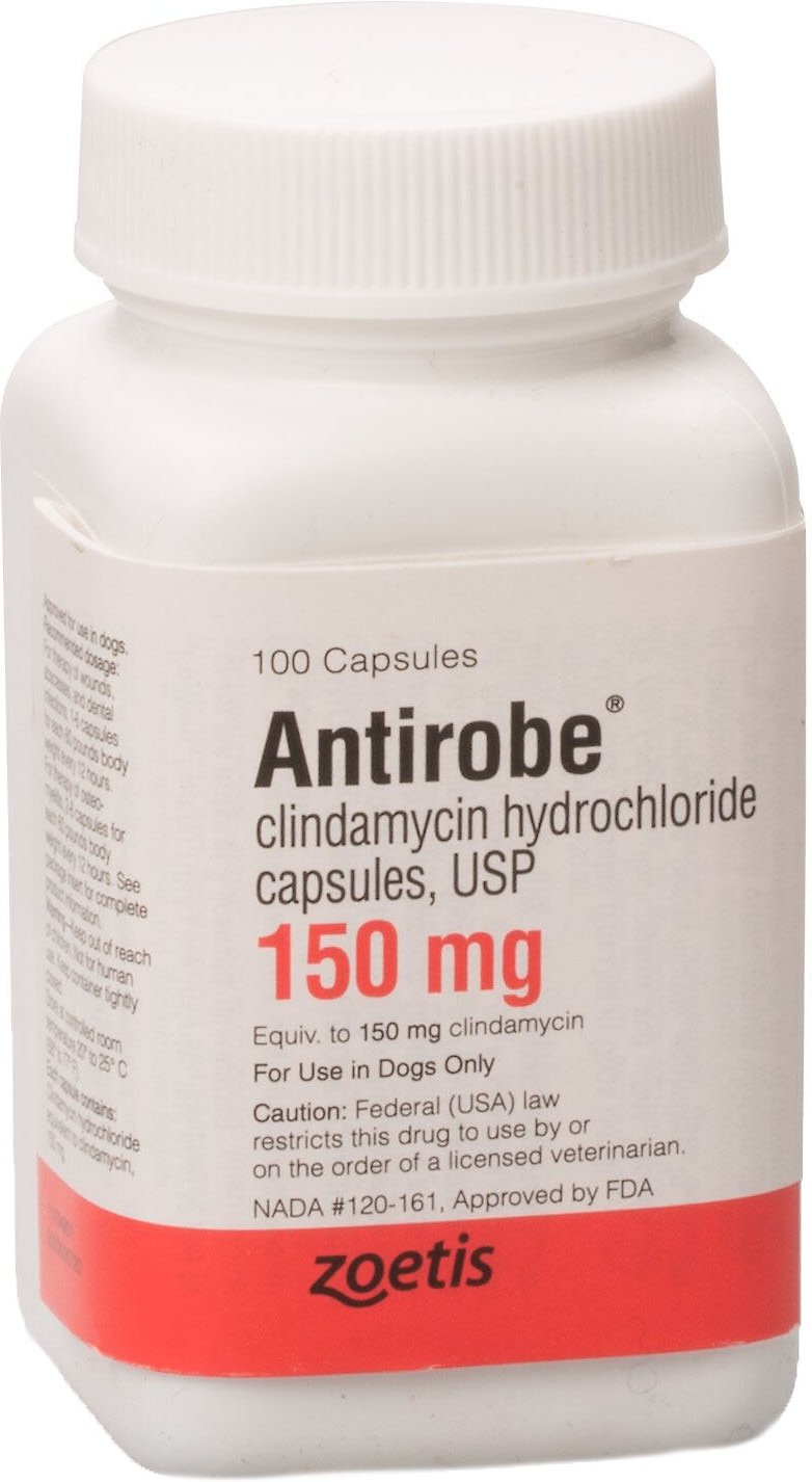 ANTIROBE (Clindamycin HCI) Capsules for Dogs, 150-mg, 1 capsule - Chewy.com