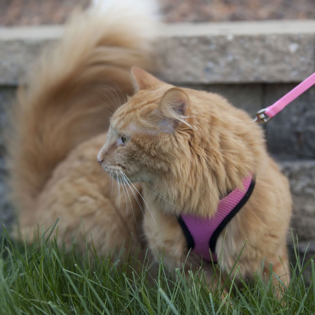 chewy cat leash