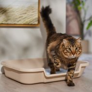 KittyGoHere Senior Cat Litter Box