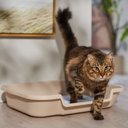 KittyGoHere Senior Cat Litter Box, Sand, Large