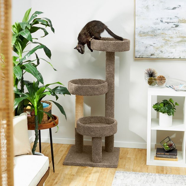 Top 7 Best Cat Trees of 2019 Cute Cats
