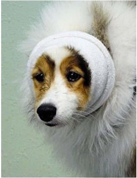 Happy Hoodie Calming Cap for Dogs, White, Large slide 1 of 5