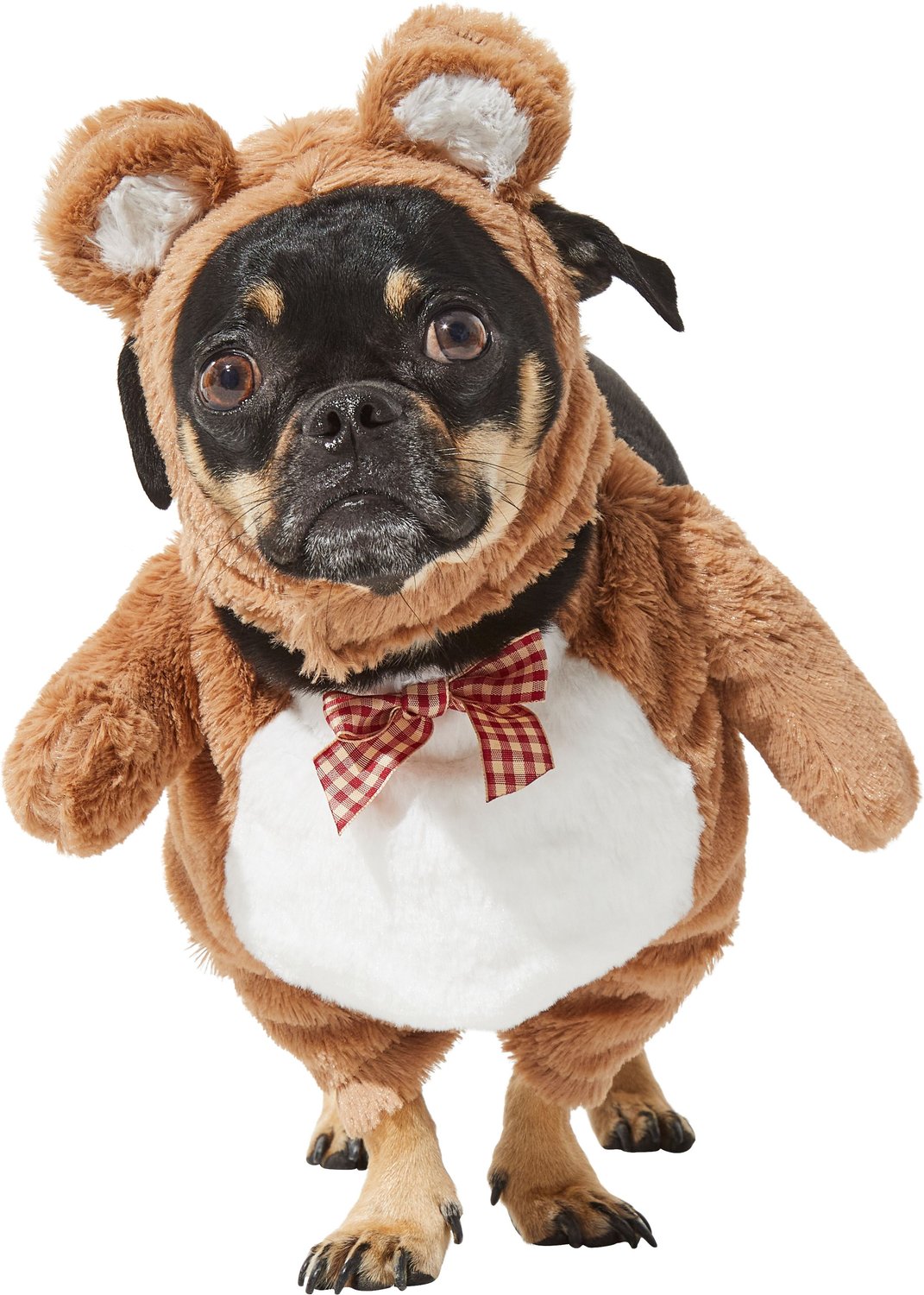 dog and cat wearing a teddy bear Halloween costume