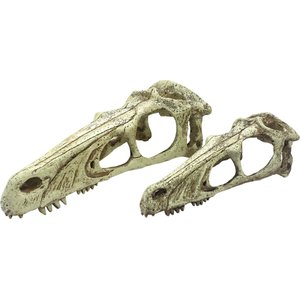 Komodo Raptor Skull, Large