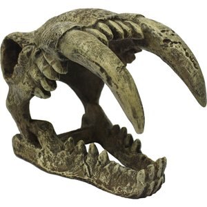 Komodo Large Saber Tooth Skull, Medium