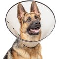 Calm Paws Basic E-Collar Dog Collar, X-Large
