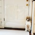 Cardinal Gates Dog & Cat Door Shield, Clear