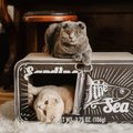 District 70 Sardine Cardboard Cat Scratcher Toy, Black
