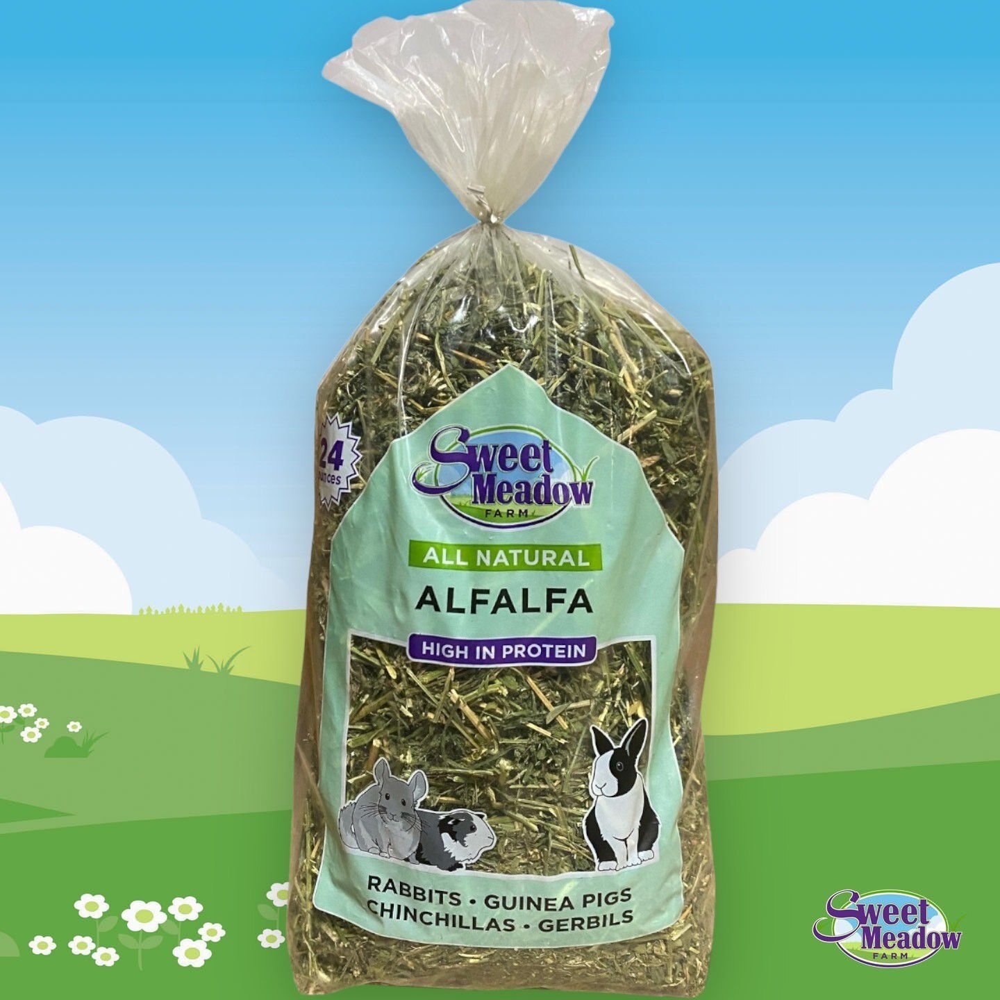 can guinea pigs have alfalfa