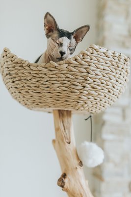 MAU LIFESTYLE Uni 41-in Faux Fur Basket Bed Cat Tree, White - Chewy.com