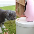 Pawbo Wi-Fi Interactive Pet Camera & Treat Dispenser, Pink