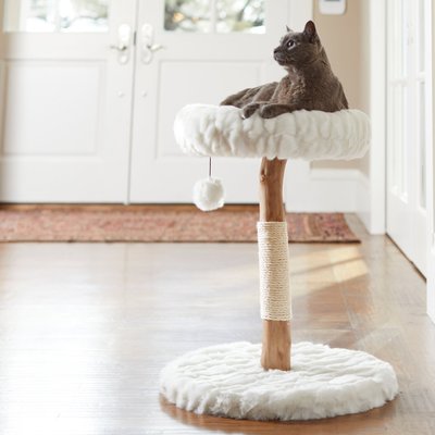 Frisco Natural Wood Modern Cat Tree with Toy, Ivory, Small, slide 1 of 1