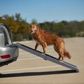Frisco Bi-Fold Travel Dog Car Ramp