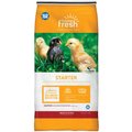 Blue Seal Home Fresh AMP Starter Crumbles Chicken Feed, 25 -lb bag