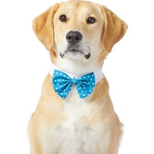 Frisco Polka Dot Dog & Cat Bow Tie, Teal, X-Small/Small