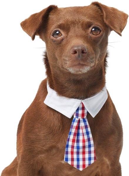 Frisco Plaid Dog & Cat Neck Tie, Medium/Large, Red & Blue slide 1 of 4