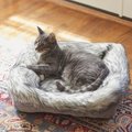 Frisco Fur Cuffed Rectangle Cuddler Cat Bolster Bed, Gray, Small