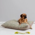Deny Designs Pillow Cat & Dog Bed w/ Removable Cover, Daisy Meadow