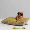 Deny Designs Holli Zollinger Pillow Cat & Dog Bed w/ Removable Cover, Kunda Spiral