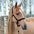 Horze Equestrian Lined Horse Halter, Black, Pony
