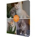 Frisco Contemporary Paws 8 x 10 Gallery-Wrapped Canvas