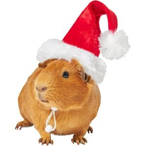 Frisco Holiday Guinea Pig Santa Hat, One Size