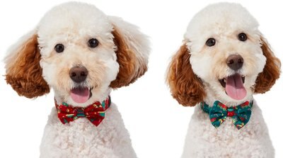 Frisco Festive Dog & Cat Bow Tie, 2 Pack, slide 1 of 1