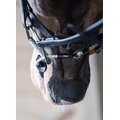 Flexible Filly Busy Buddy Horse Bridle