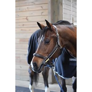 Flexible Filly Busy Buddy Horse Halter, Oversize