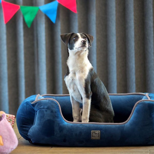 Pup Pup Kitty Heavenly Orthopedic Bolster Cat & Dog Bed w/Removable Cover, Blue slide 1 of 6