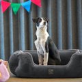 Pup Pup Kitty Heavenly Orthopedic Bolster Cat & Dog Bed w/Removable Cover, Grey