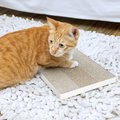 Way Basics zBoard Paperboard Simple Scratcher Cat Toy, White