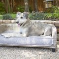 La-Z-Boy Sunny Indoor/Outdoor Sofa Dog Bed