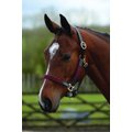 Kincade Leather Web Horse Headcollar, Burgundy/Brown, Cob